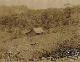 Fotografia - Álbum Recordação das Colônias Conde D’Eu, Dona Isabel, Alfredo Chaves, Antonio Prado e Caxias