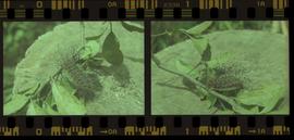 Tira de negativo flexível