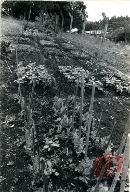 Fotografia  118 - Administração Victorio Trez 1983-1988